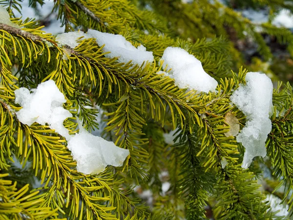 白雪覆盖的松树枝条紧密相连 — 图库照片