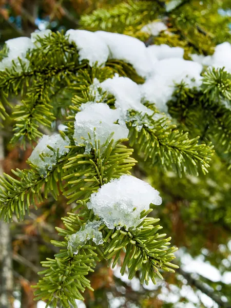 Снігові покриті соснові гілки крупним планом — стокове фото