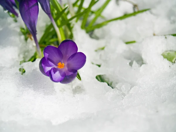Crochi viola che ficcano il naso nella neve in primavera — Foto Stock