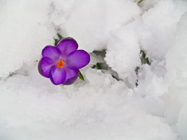 Fioletowe krokusy szturchanie przez śnieg wiosną — Zdjęcie stockowe