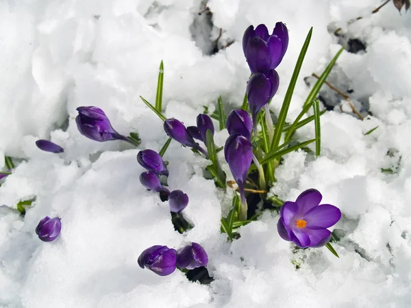Crocus pourpres pointant à travers la neige au printemps — Photo
