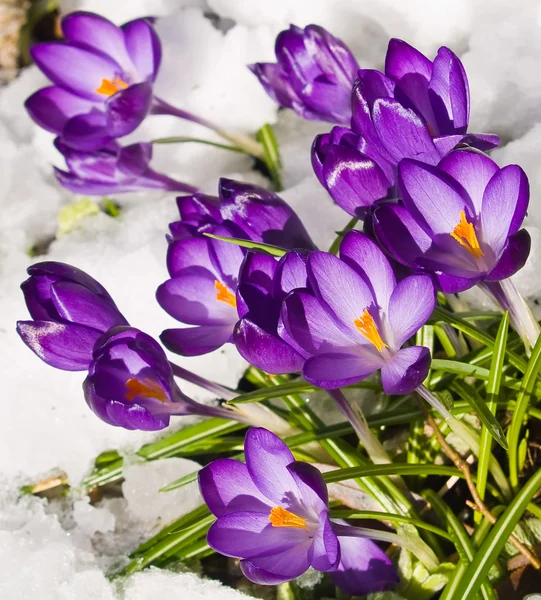 Fioletowe krokusy szturchanie przez śnieg wiosną — Zdjęcie stockowe
