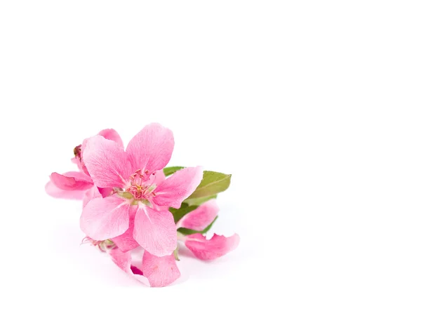 Jasny różowy klastrów drzewo kwiaty na białym tle — Zdjęcie stockowe