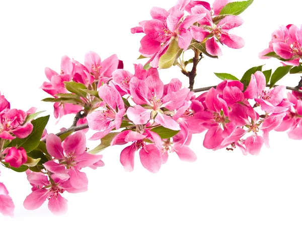 Clusters de fleurs d'arbres rose vif isolés sur blanc — Photo