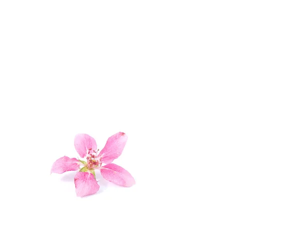 Parlak pembe ağaç çiçekleri beyaz izole kümeleri — Stok fotoğraf