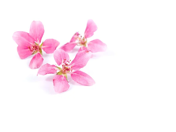 Racimos rosados brillantes de flores de árboles aislados en blanco —  Fotos de Stock