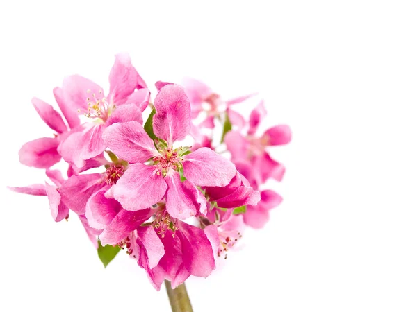 Яскраві рожеві скупчення цвітіння дерев ізольовані на білому — стокове фото