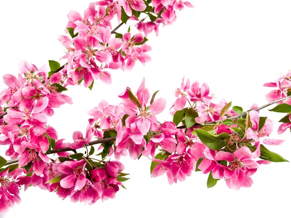 나무 꽃 흰색 절연의 밝은 핑크 클러스터 — 스톡 사진