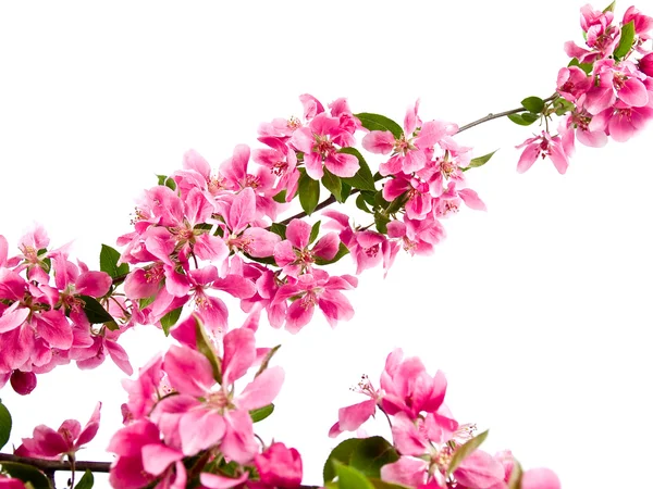 나무 꽃 흰색 절연의 밝은 핑크 클러스터 — 스톡 사진