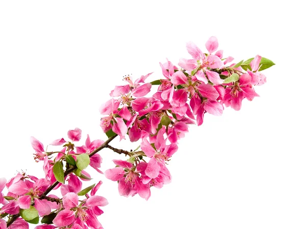Φωτεινά ροζ συστάδες των ανθών δέντρο που απομονώνονται σε λευκό — Φωτογραφία Αρχείου