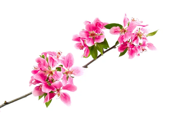 Bright Pink Clusters of Tree Blossoms Isolated on White — Stock Photo, Image