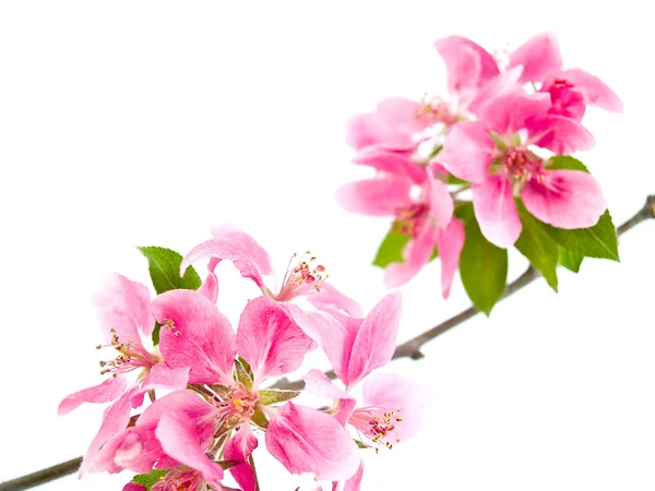 Luminosi ammassi rosa di fiori d'albero isolati su bianco — Foto Stock