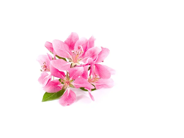 Clusters de fleurs d'arbres rose vif isolés sur blanc — Photo