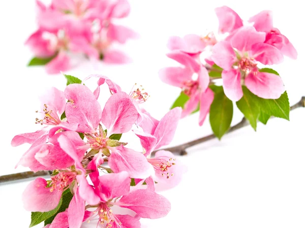 पेड़ फूलों के उज्ज्वल गुलाबी समूह सफेद पर अलग — स्टॉक फ़ोटो, इमेज