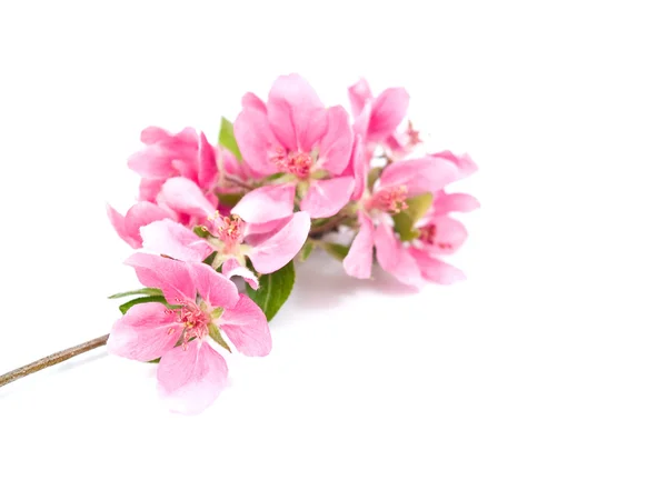白で隔離される木の花の明るいピンク クラスター — ストック写真