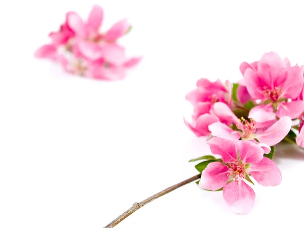 Bright Pink Clusters of Tree Blossoms Isolated on White — Stock Photo, Image