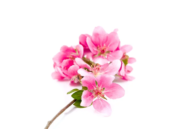 Bright Pink Clusters of Tree Blossoms Isolados em Branco — Fotografia de Stock