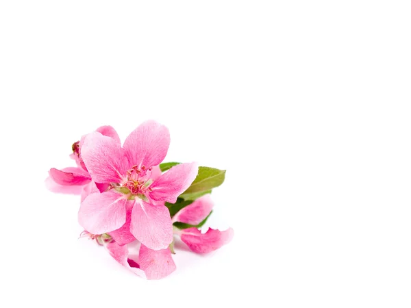 Bright Pink Clusters of Tree Blossoms Isolados em Branco — Fotografia de Stock