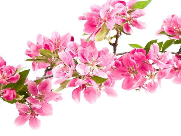 Helder roze clusters van boom bloesems geïsoleerd op wit — Stockfoto