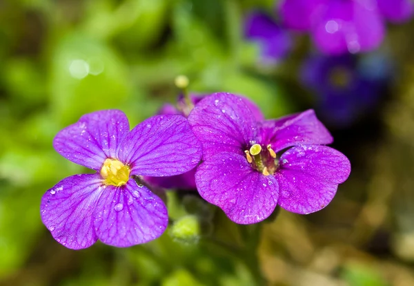 Hübsche violette Blüten in einem Gewächshaus an einem sonnigen Tag — Stockfoto