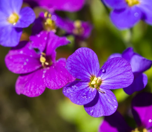 Bonitas flores violetas en un invernadero en un día soleado —  Fotos de Stock