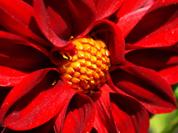 Bonitas flores rojas en un invernadero en un día soleado — Foto de Stock