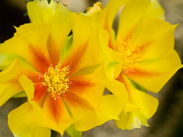 Vackra blommor i ett växthus på en solig dag — Stockfoto