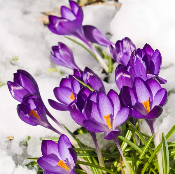 Purple Crocuses Poking Through the Snow in Springtime Stock Photo
