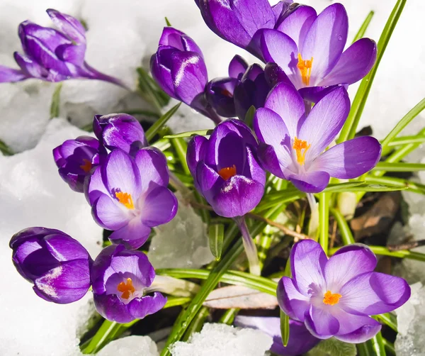 Purple Crocuses Poking Through the Snow in Springtime Stock Image