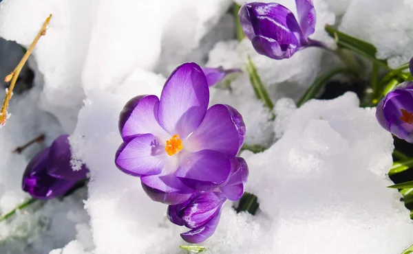 Purple Crocuses Poking Through the Snow in Springtime Royalty Free Stock Photos