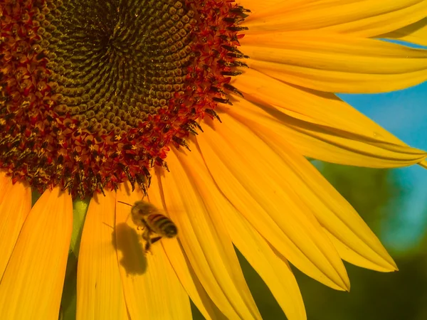 Μελισσών σε ένα ηλιοτρόπιο — Φωτογραφία Αρχείου