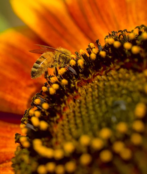 Медовая пчела на подсолнухе — стоковое фото
