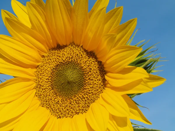 Gele zonnebloem close-up — Stockfoto