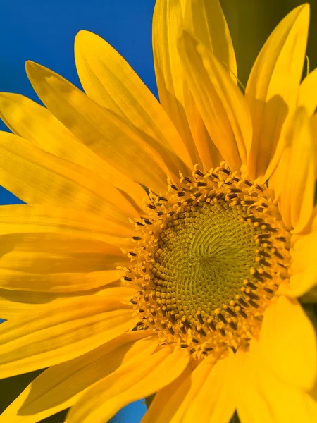 Sarı ayçiçeği portre — Stok fotoğraf