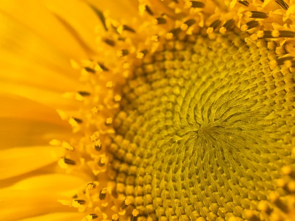 Κίτρινο closeup ηλιέλαιο — Φωτογραφία Αρχείου