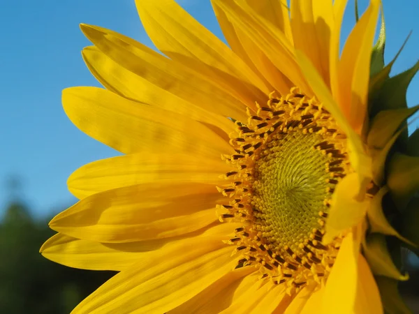 Sarı ayçiçeği portre — Stok fotoğraf