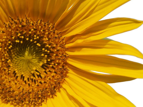 Gelbe Sonnenblumen Nahaufnahme — Stockfoto