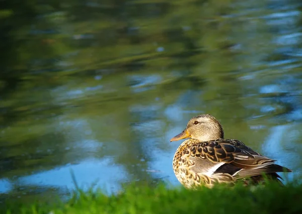 stock image Duck at the Water's Edge 1