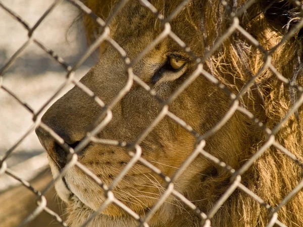 stock image The King of the Beasts in captivity