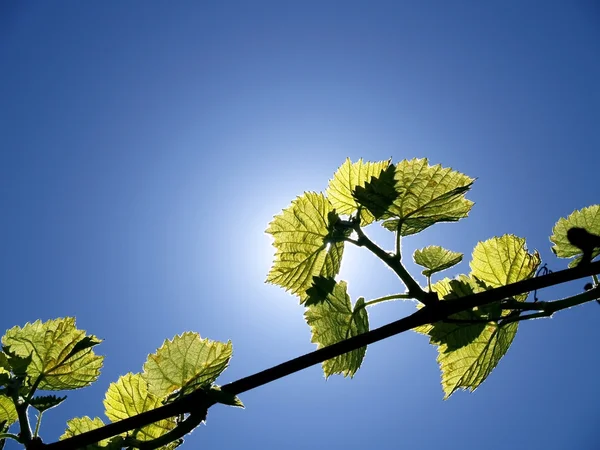 Sunlight Through the Vines — Stock Photo, Image