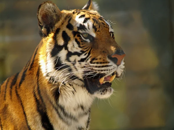 stock image Tiger face closeup