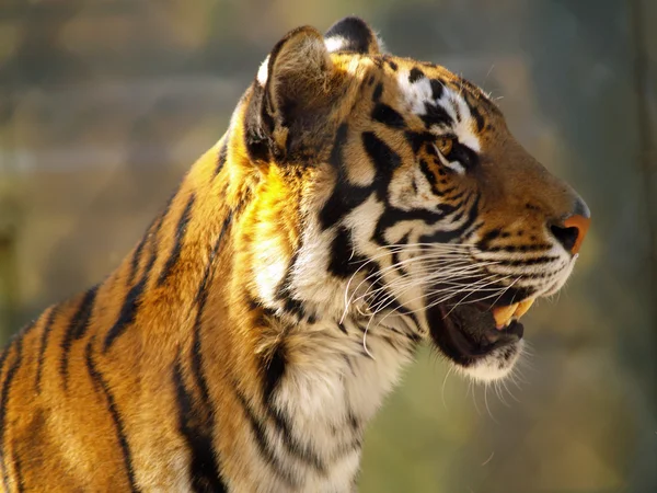 stock image Tiger face closeup