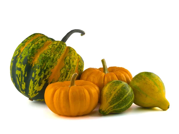 Mini Pumpkins Isolated on White — Stock Photo, Image