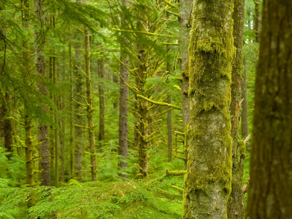 コケや緑豊かな植物の厚い緑の熱帯雨林 — ストック写真