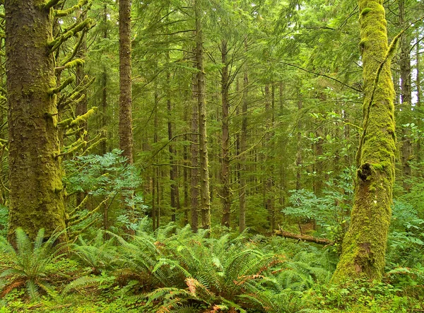 Foresta pluviale verde spessa con muschio e piante lussureggianti — Foto Stock