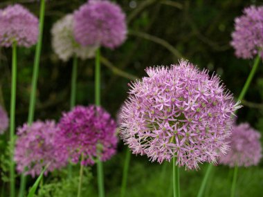 Allium-bir beyzbol topu büyüklüğünde mor çiçek