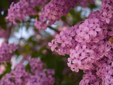 Purple Lilac Flowers in Bloom during Springtime clipart