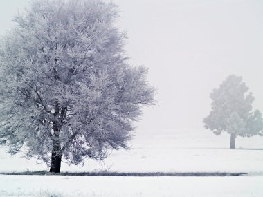 Frost covered tree on a misty, winter morning with the sun burning through clipart