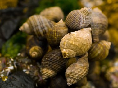 kabukları gelgit havuzları canon Beach, oregon çekilen makro closeups
