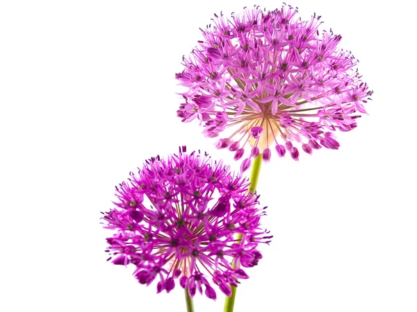 Allium-a lila virágos körülbelül akkora, mint egy baseball — Stock Fotó